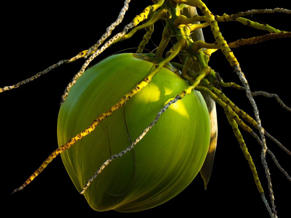 coconut harvesting


