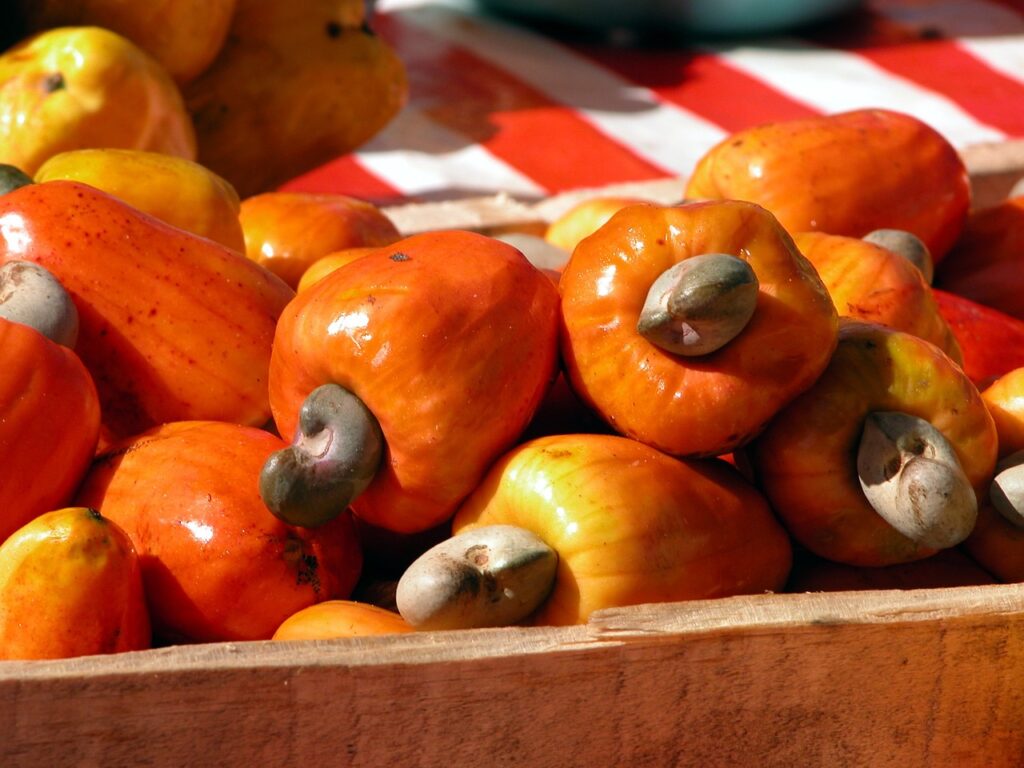 cashew farming tips